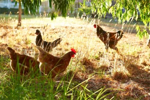 Eat, Stay, Love At Luxury Margaret River Accommodation 19