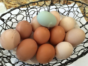 The Girls Are Laying Well! 2