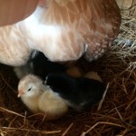 New Life @ Karri House Today 1 Img_7576