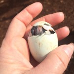 New Life @ Karri House Today 2 Img_7584