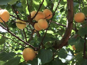 It'S Apricot Time At Karri House. Eat - Stay - Love 3 It'S Apricot Time At Karri House. Eat - Stay - Love 3