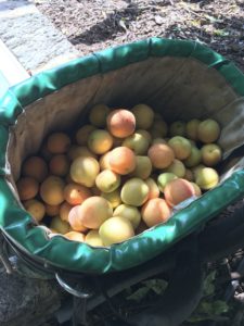 It'S Apricot Time At Karri House. Eat - Stay - Love 1