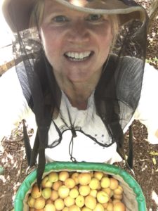 It'S Apricot Time At Karri House. Eat - Stay - Love 2 It'S Apricot Time At Karri House. Eat - Stay - Love 2