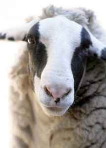 Exciting New Arrival At Karri House. Eat - Stay - Love 3