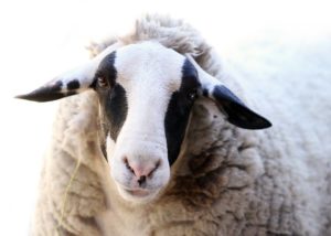 Exciting New Arrival At Karri House. Eat - Stay - Love 28