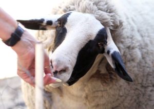 Exciting New Arrival At Karri House. Eat - Stay - Love 2