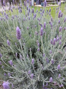 When Guests Re-Visit 1